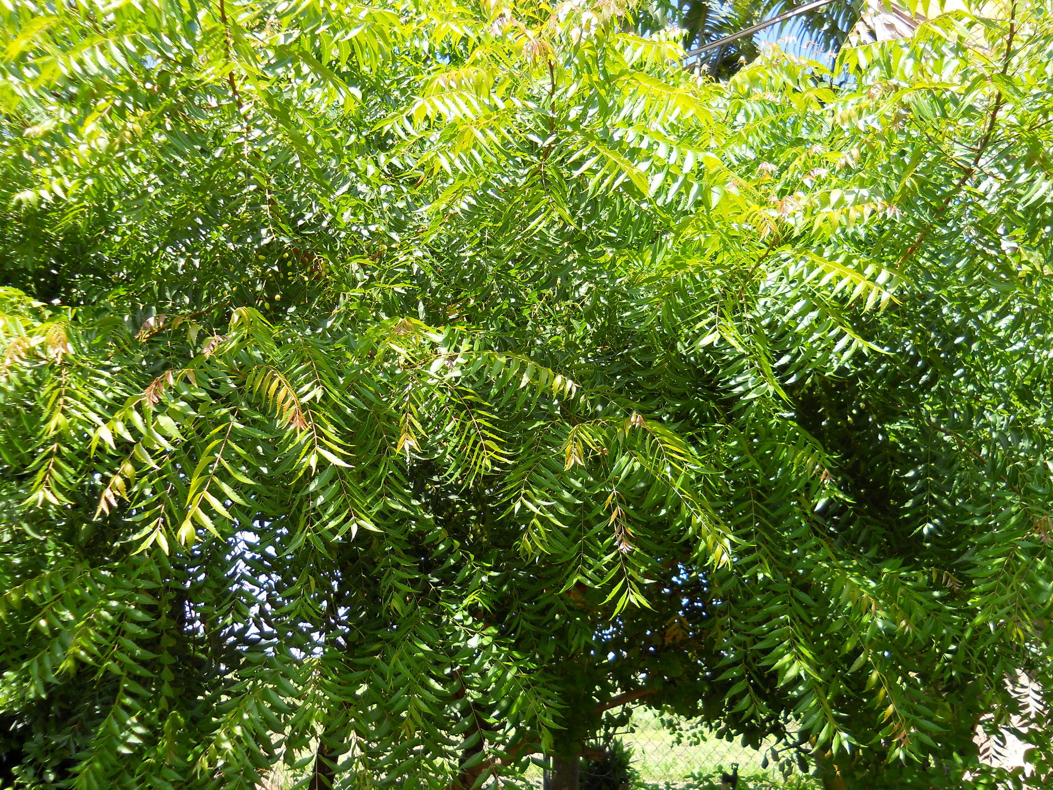 Neem Tree Leopard Point Beach Resort Spa