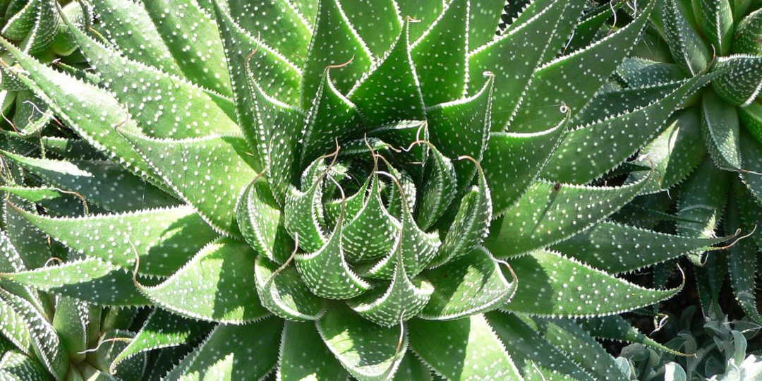 aloe vera e candida